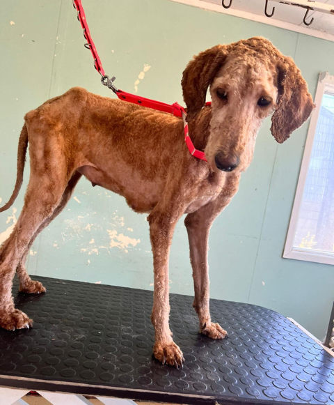 One of the dogs recovered from the premises