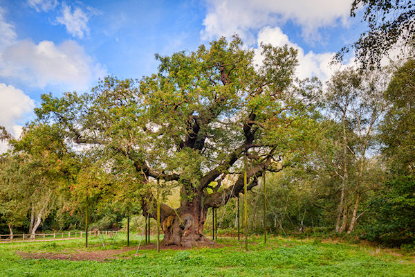 Major Osk in Sherwood Forest