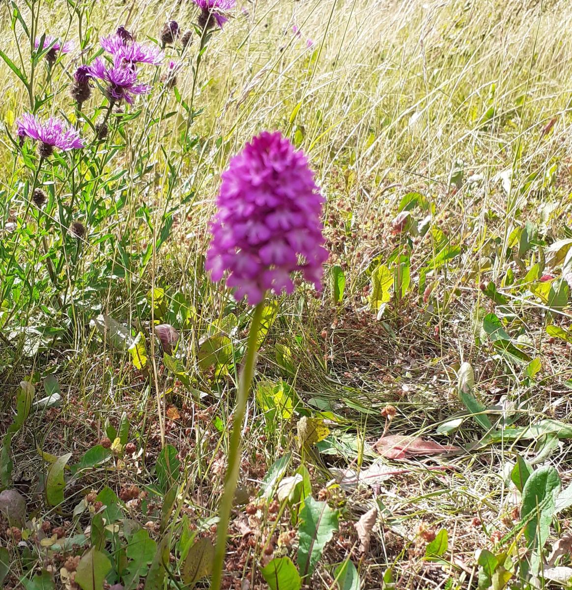 Pyramidal orchid